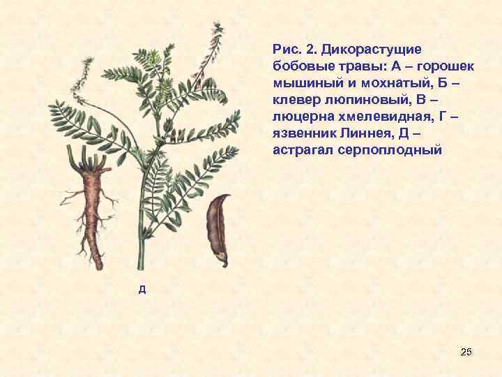 Дикорастущие бобовые растения примеры. Астрагал серпоплодный. Astragalus falcatus – астрагал серпоплодный. Астрагал серпоплодный описание. Представители бобовых растений дикорастущие.