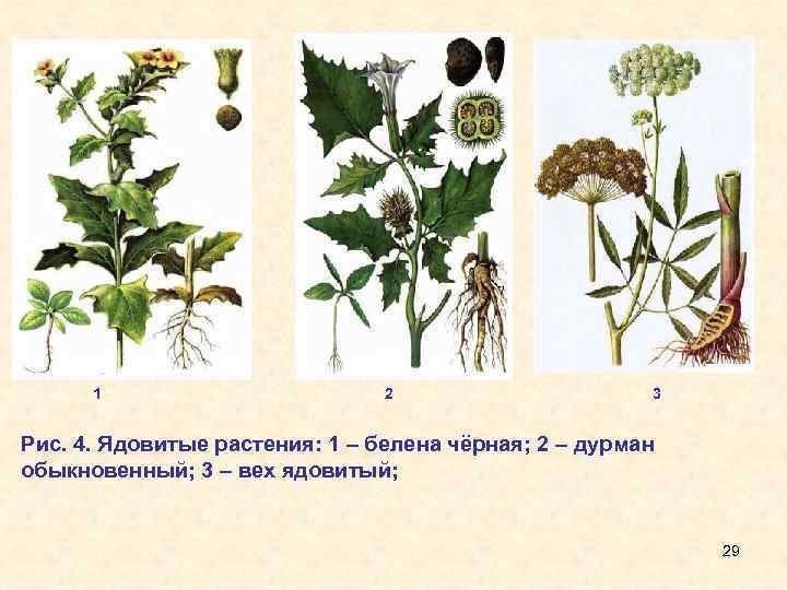 1 2 3 Рис. 4. Ядовитые растения: 1 – белена чёрная; 2 – дурман