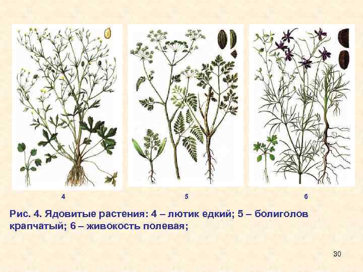 Диаграмма цветка лютика едкого