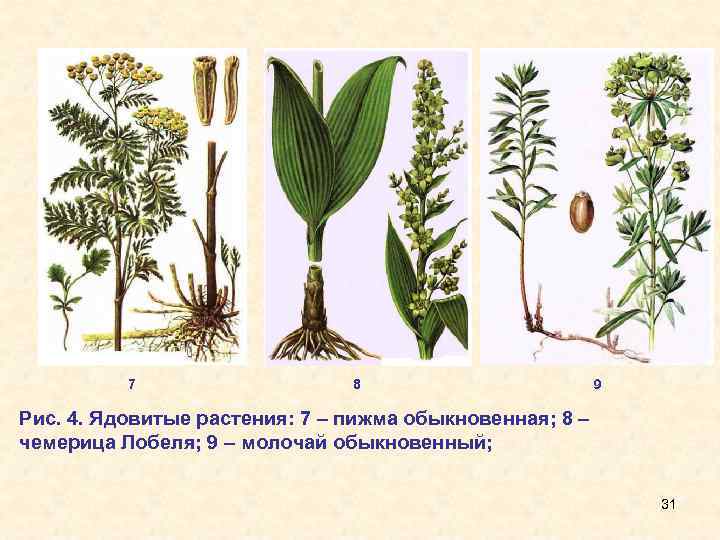 7 8 9 Рис. 4. Ядовитые растения: 7 – пижма обыкновенная; 8 – чемерица