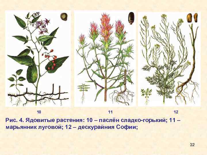 10 11 12 Рис. 4. Ядовитые растения: 10 – паслён сладко-горький; 11 – марьянник