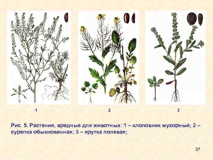1 2 3 Рис. 5. Растения, вредные для животных: 1 – клоповник мусорный; 2