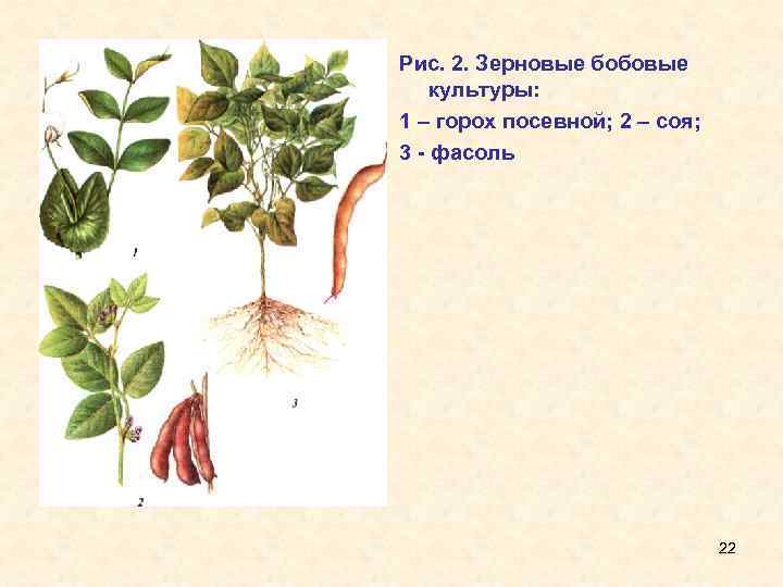 Схема гороха посевного