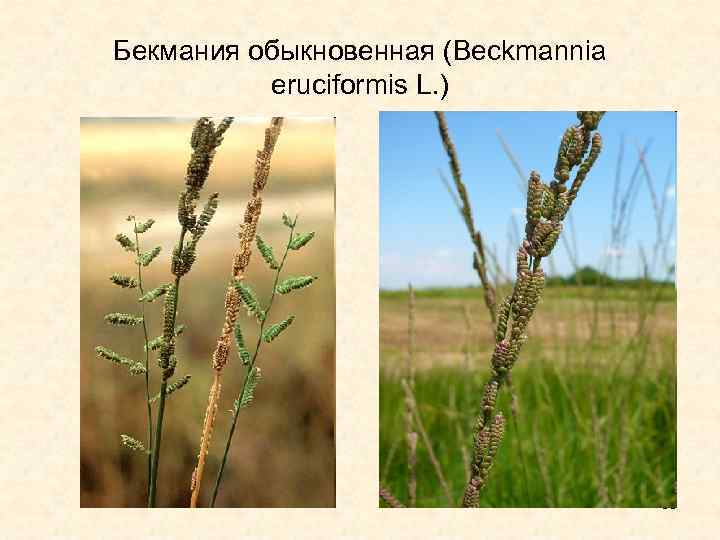 Бекмания обыкновенная (Beckmannia eruciformis L. ) 30 