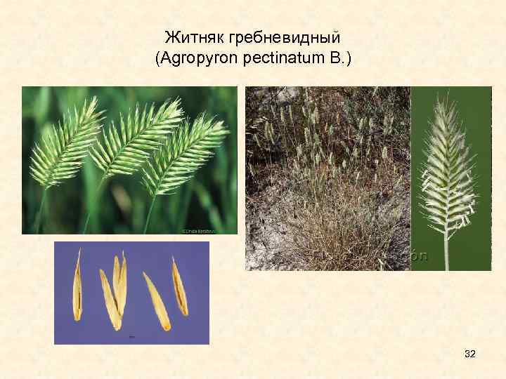 Житняк гребневидный (Agropyron pectinatum B. ) 32 