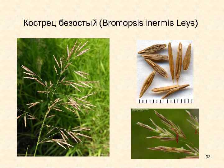 Кострец безостый (Bromopsis inermis Leys) 33 