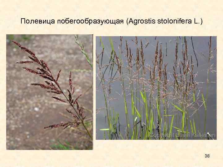 Полевица побегообразующая (Agrostis stolonifera L. ) 38 