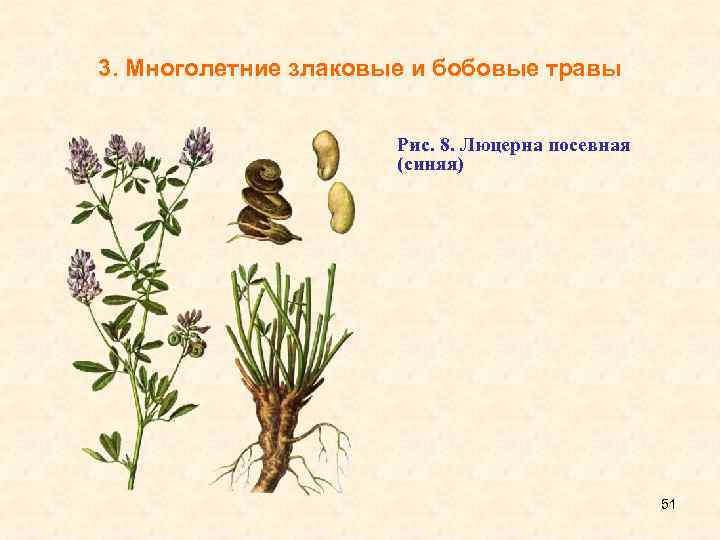 Многолетние бобовые травы