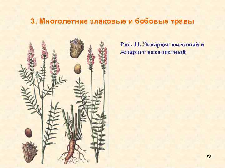 3. Многолетние злаковые и бобовые травы Рис. 11. Эспарцет песчаный и эспарцет виколистный 73