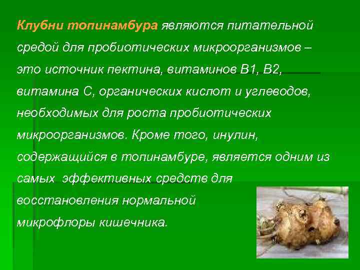 Клубни топинамбура являются питательной средой для пробиотических микроорганизмов – это источник пектина, витаминов В