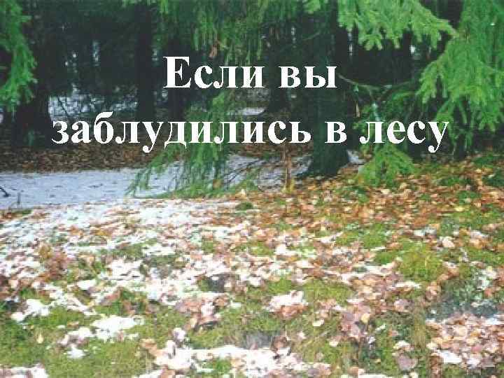 Если вы заблудились в лесу 