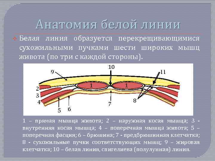 Анатомия белой линии v Белая линия образуется перекрещивающимися сухожильными пучками шести широких мышц живота