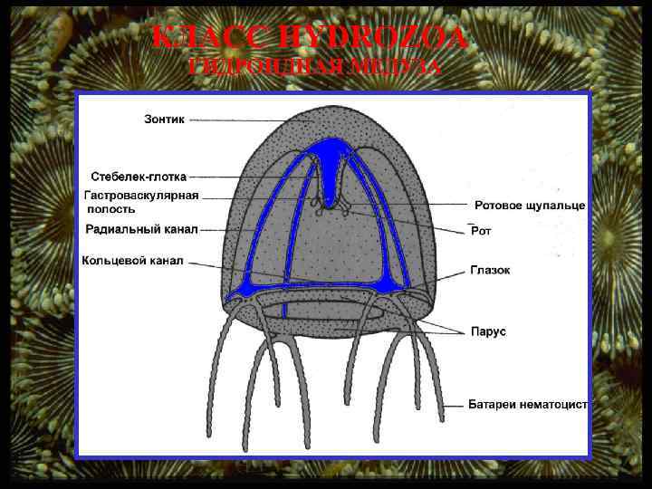 КЛАСС HYDROZOA ГИДРОИДНАЯ МЕДУЗА 