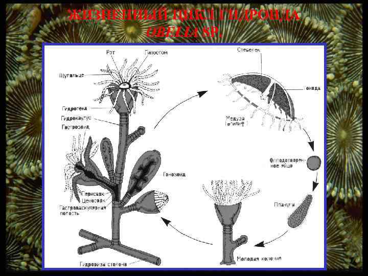 ЖИЗНЕННЫЙ ЦИКЛ ГИДРОИДА OBELIA SP. 