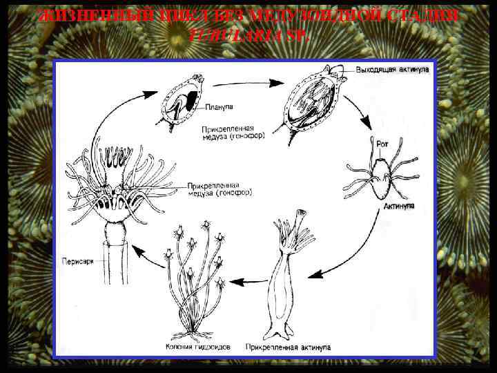 ЖИЗНЕННЫЙ ЦИКЛ БЕЗ МЕДУЗОИДНОЙ СТАДИИ TUBULARIA SP. 