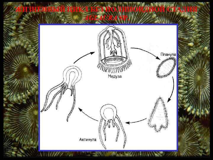 ЖИЗНЕННЫЙ ЦИКЛ БЕЗ ПОЛИПОИДНОЙ СТАДИИ AGLAURA SP. 
