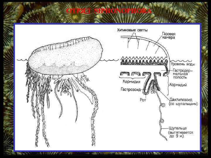 ОТРЯД SIPHONOPHORA 