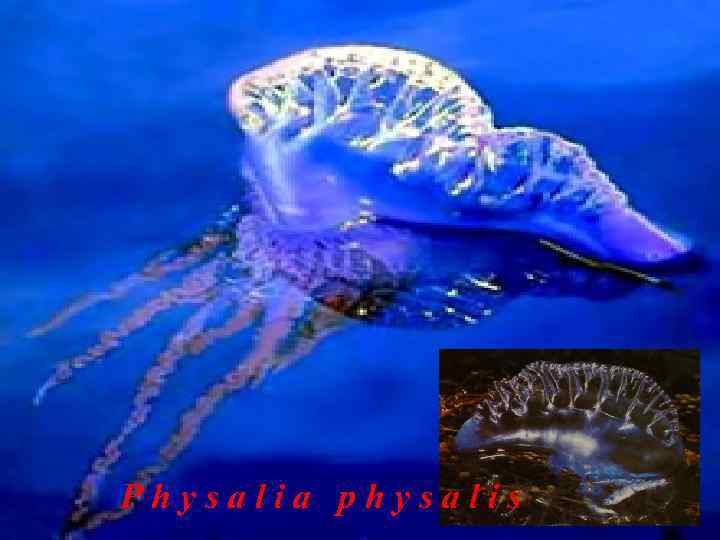 Physalia physalis 