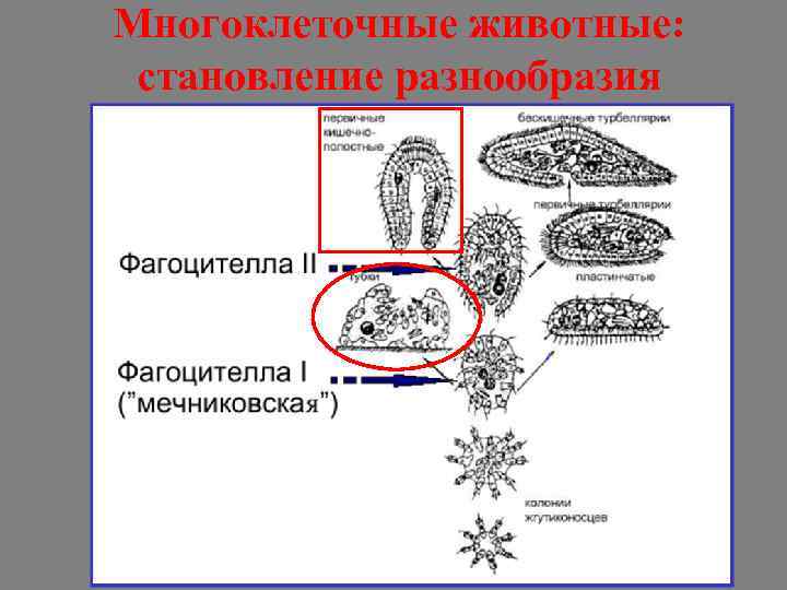 Многоклеточные животные: становление разнообразия 