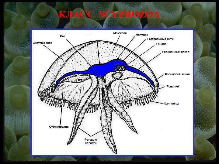 КЛАСС SCYPHOZOA 