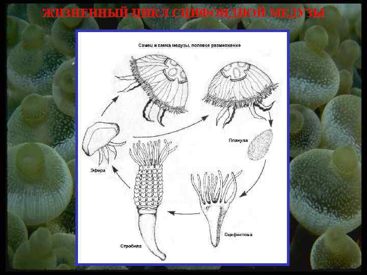 ЖИЗНЕННЫЙ ЦИКЛ СЦИФОИДНОЙ МЕДУЗЫ 