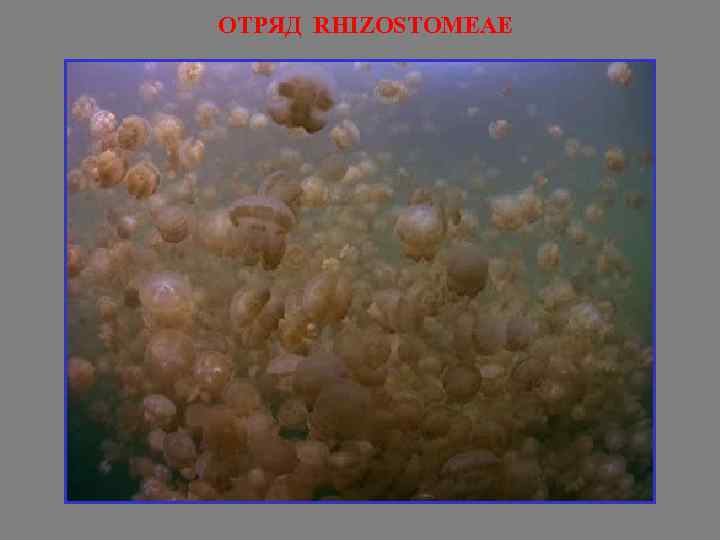 ОТРЯД RHIZOSTOMEAE 