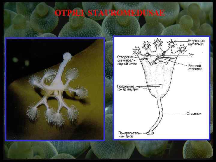 ОТРЯД STAUROMEDUSAE 