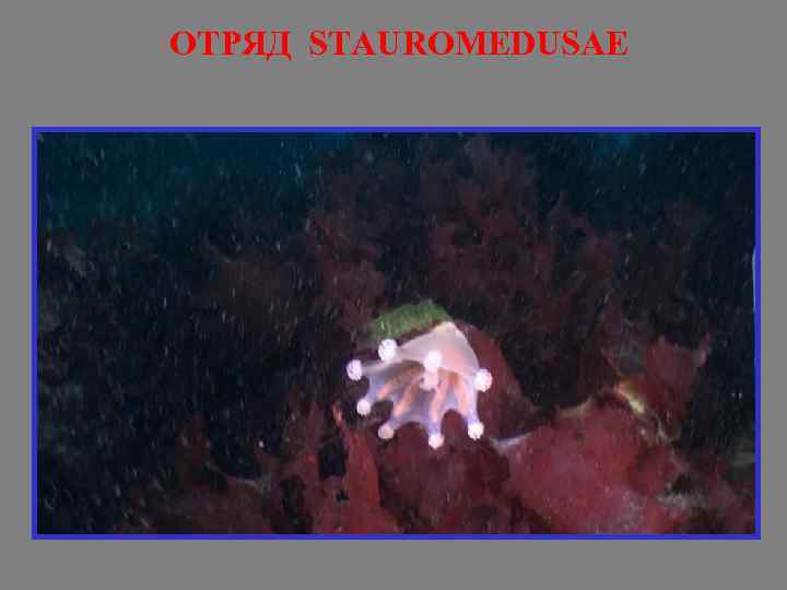 ОТРЯД STAUROMEDUSAE 