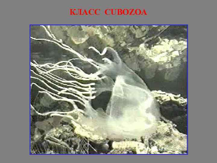 КЛАСС CUBOZOA 