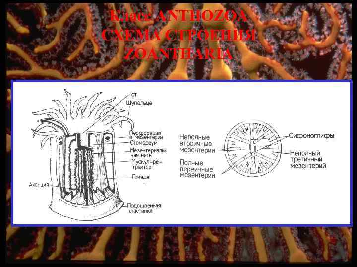 Класс ANTHOZOA СХЕМА СТРОЕНИЯ ZOANTHARIA 