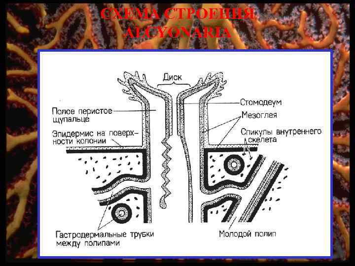 СХЕМА СТРОЕНИЯ ALCYONARIA 
