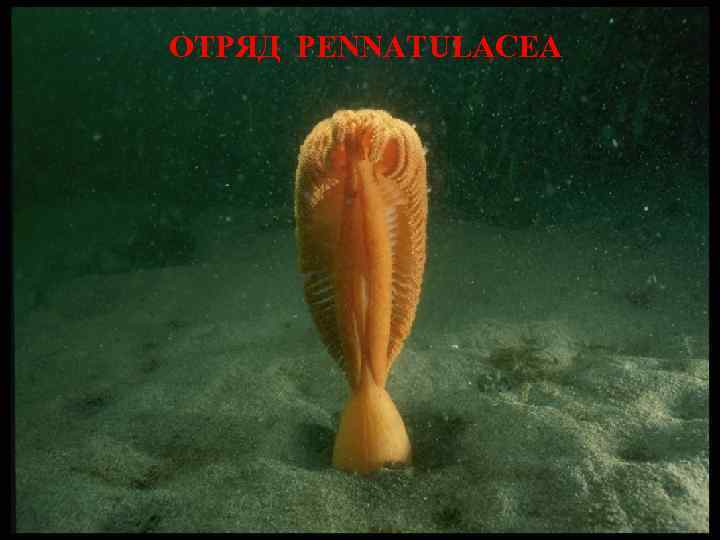 ОТРЯД PENNATULACEA 