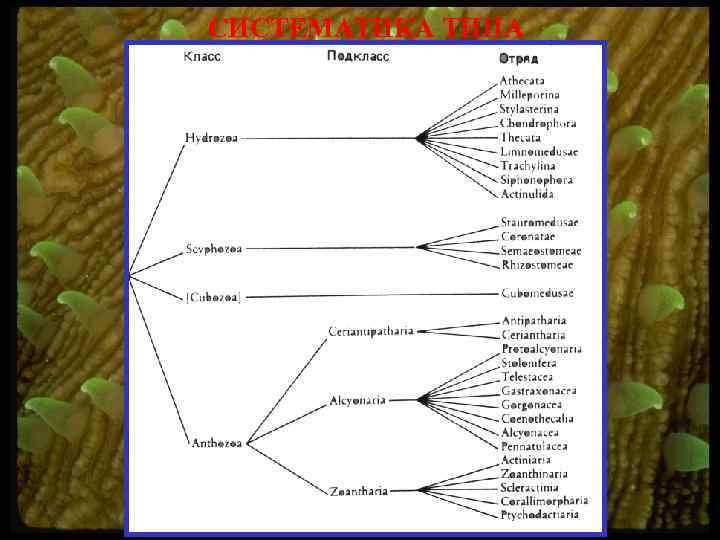 СИСТЕМАТИКА ТИПА 