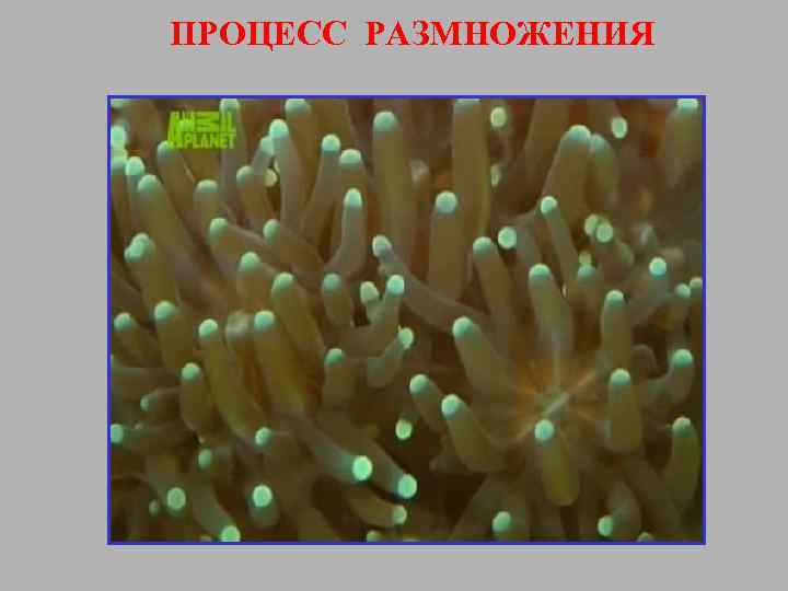 ПРОЦЕСС РАЗМНОЖЕНИЯ 