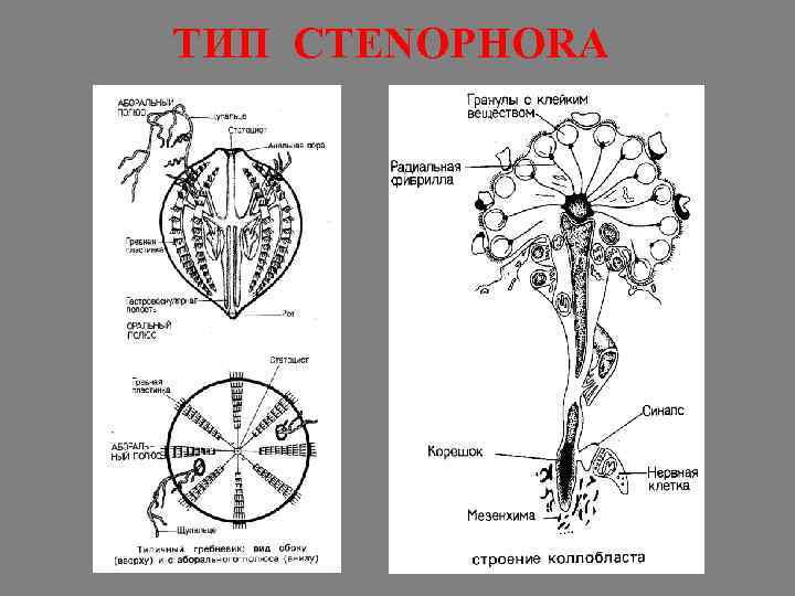 ТИП CTENOPHORA 