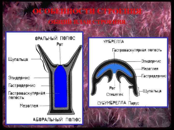 ОСОБЕННОСТИ СТРОЕНИЯ ОБЩИЙ ПЛАН СТРОЕНИЯ 