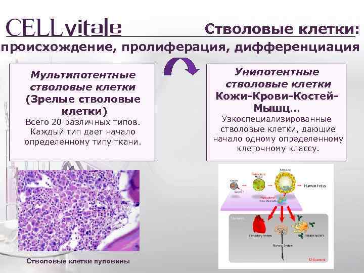 Зрелые клетки