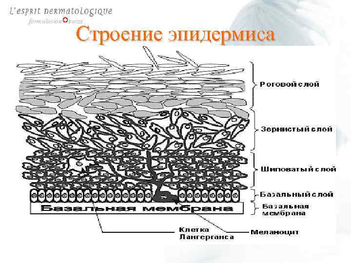 formulación suiza Строение эпидермиса 