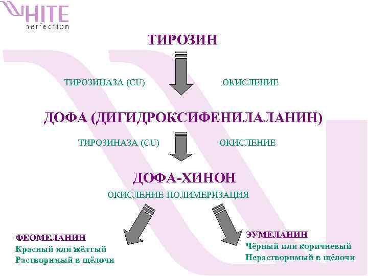 ТИРОЗИНАЗА (CU) ОКИСЛЕНИЕ ДОФА (ДИГИДРОКСИФЕНИЛАЛАНИН) ТИРОЗИНАЗА (CU) ОКИСЛЕНИЕ ДОФА-ХИНОН OКИСЛЕНИЕ-ПОЛИМЕРИЗАЦИЯ ФЕОМЕЛАНИН Красный или жёлтый