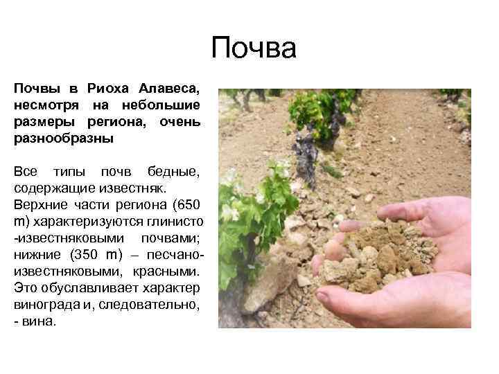  Почва Почвы в Риоха Алавеса, несмотря на небольшие размеры региона, очень разнообразны Все