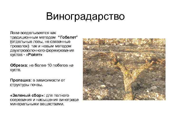 Виноградарство Лоза возделывается как традиционным методом “Гобелет” (отдельные лозы, не связанные проволок) так и