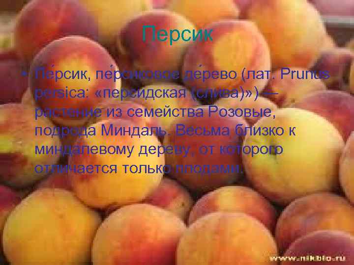 Персик • Пе рсик, пе рсиковое де рево (лат. Prunus persica: «персидская (слива)» )