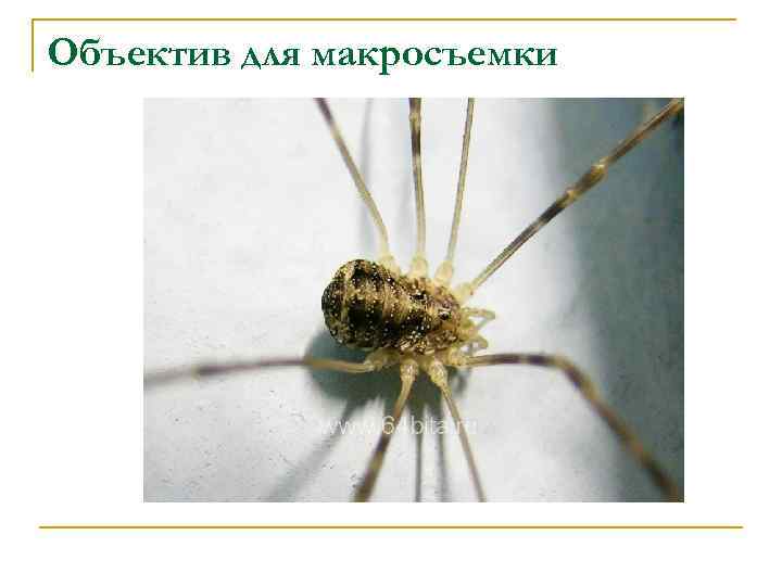 Объектив для макросъемки 