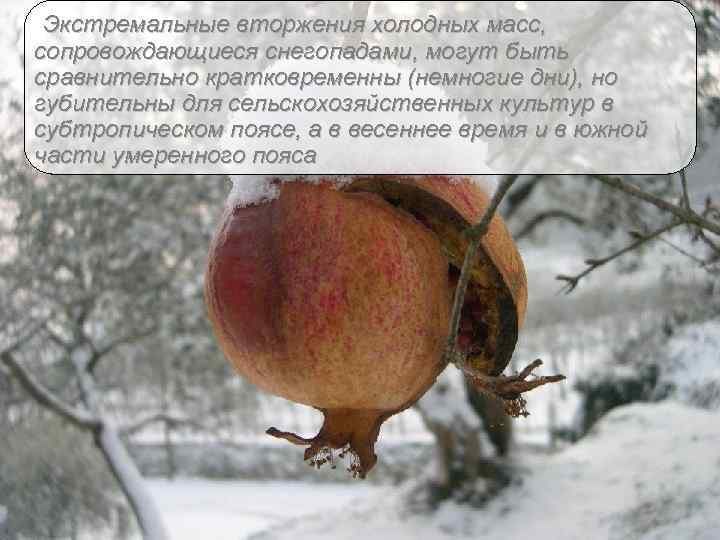 Экстремальные вторжения холодных масс, сопровождающиеся снегопадами, могут быть сравнительно кратковременны (немногие дни), но губительны