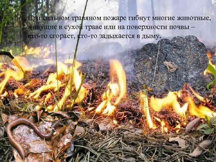 При сильном травяном пожаре гибнут многие животные, живущие в сухой траве или на поверхности