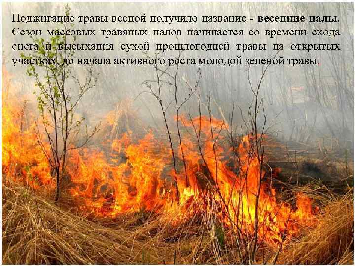 Поджигание травы весной получило название - весенние палы. Сезон массовых травяных палов начинается со