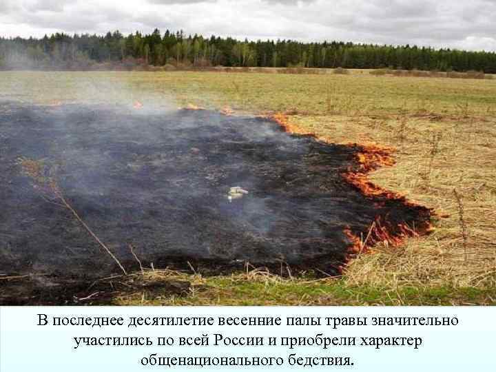 В последнее десятилетие весенние палы травы значительно участились по всей России и приобрели характер