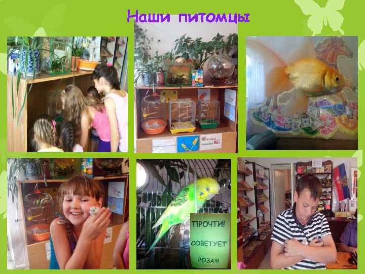 Наши питомцы 