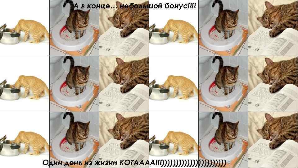А в конце… небольшой бонус!!!! Один день из жизни КОТАААА!!!)))))))))))) 