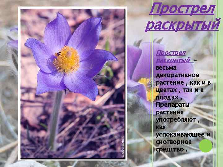 Прострел раскрытый - весьма декоративное растение , как и в цветах , так и